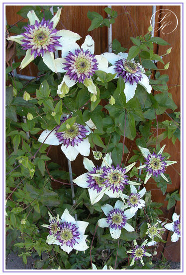 Clematis Viennetta